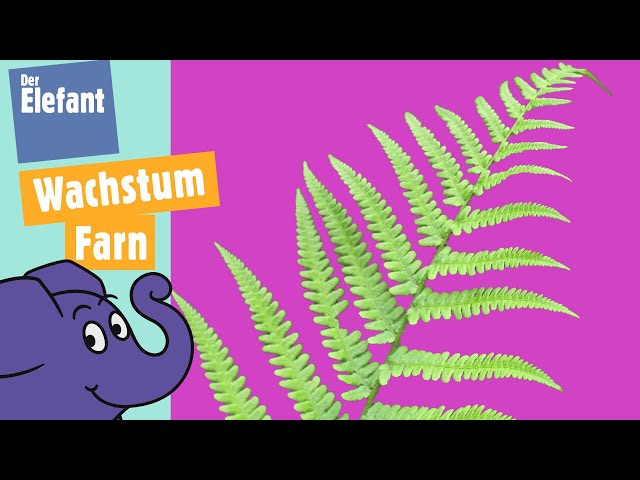 Wie wächst ein Farn im Frühling