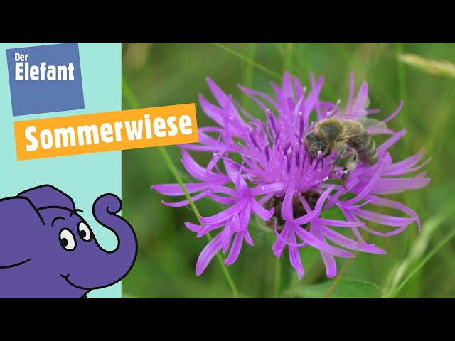 Blumen, Schmetterlinge & Bienen - Was wächst & lebt in einer Sommerwiese
