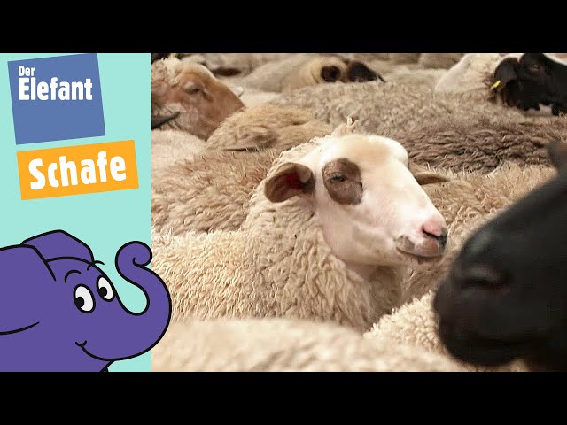 Schafe auf Wiesen und Weiden - die besten Rasenmäher mit Beinen