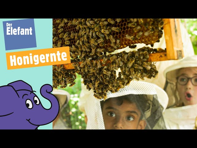 Wie wird Honig geerntet