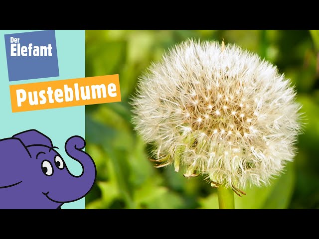 Vom Löwenzahn zur Pusteblume