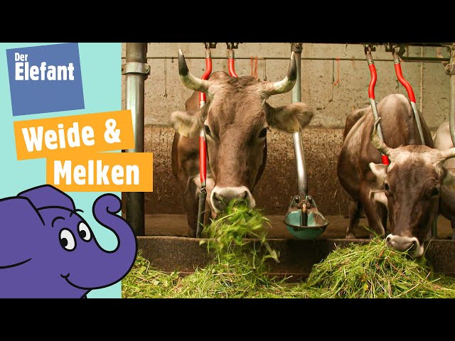 Teil 1 - Kuh Lena & ihre Herde - Von der Wiese zum Melken in den Stall
