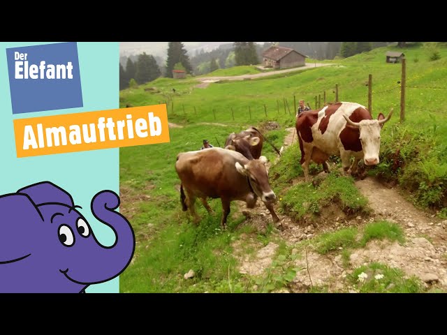 Teil 2 - Kuh Lena & ihre Herde - Vom Stall auf die Alpe Oberberg