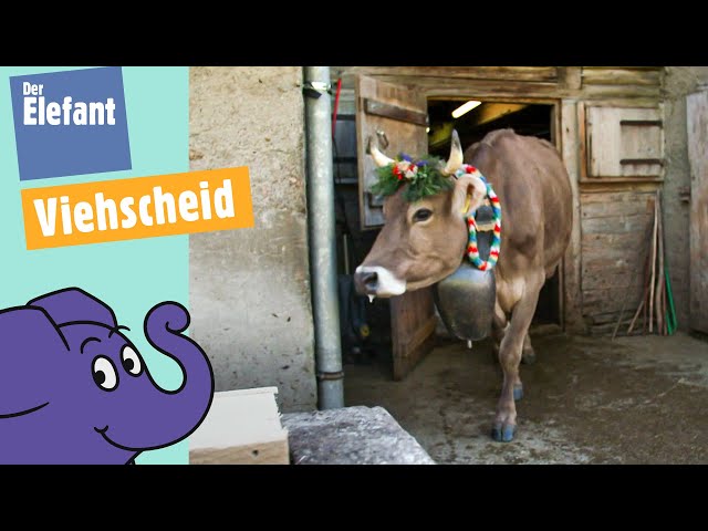 Teil 5 - Kuh Lena & ihre Herde - Vom Berg zurück ins Tagl