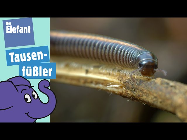 Haben Tausenfüßer wirklich 1000 Beine