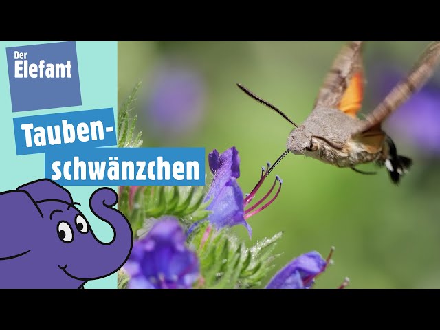 Warum fliegt das Taubenschwänzchen wie ein Kolibri