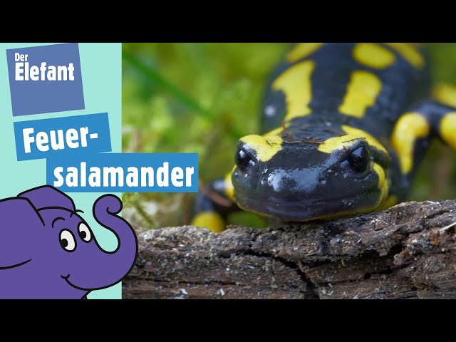 Wie leben Feuersalamander