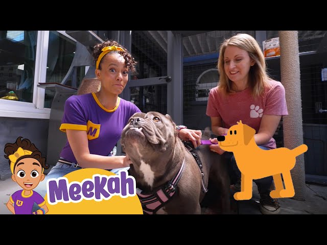 Meekah Visits An Animal Shelter