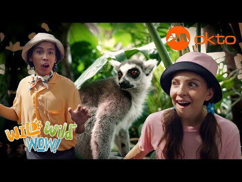 S1E01C-POINTY ears and a BUSHY tail, LEAPING LEMURS are so cute