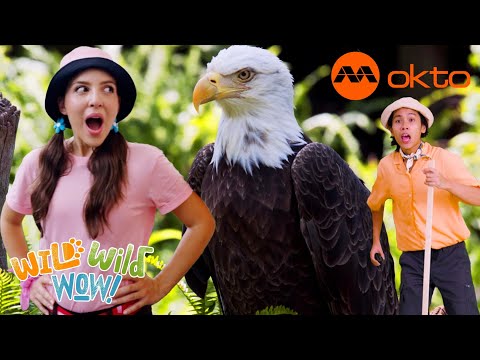 S1E02B-How many STICKS is needed to reach the EAGLES in the sky