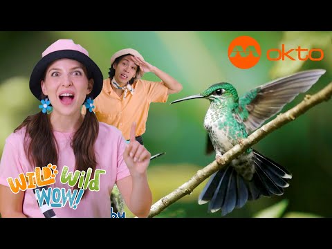 S1E02C-HUMMINGBIRDS can fly in ALL directions, even BACKWARDS