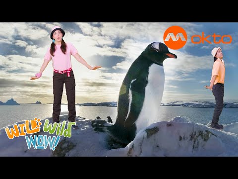 S1E04B-WADDLE, WADDLE, WADDLE Penguins are such CUTE animals