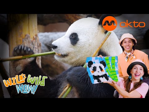 S1E04C-What ANIMAL is BLACK and WHITE and covered with FUR