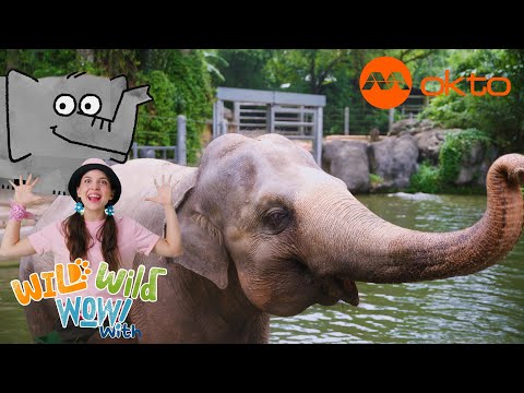 S1E06A-Elephants and their naughty Noses in the Singapore Zoo