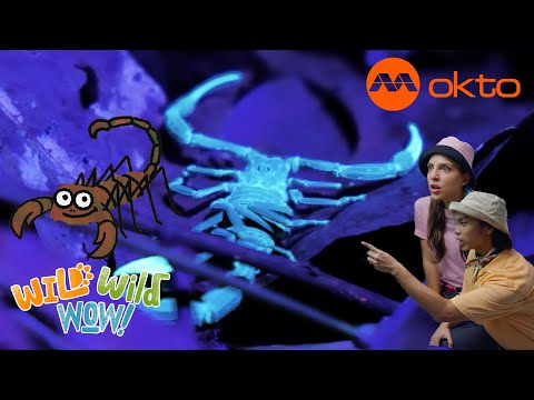 S1E07A-Discover Amazing SCORPION FACTS Today
