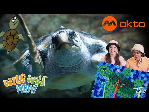 S1E08C-ALLIE ALFIE WILD ANIMAL ADVENTURES