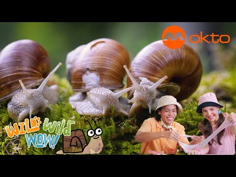 S1E09C-WILD Snail ADVENTURES in NATURE