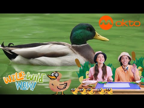S1E11B-LEARNING ABOUT DUCKS BABY DUCKLINGS