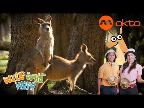 S1E11C-WILD Kangaroo BABY Adventure FUN