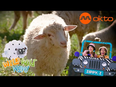 S1E12C-SHEEP STATIC ELECTRICITY Science Fun