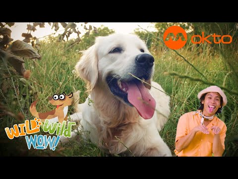 S1E13A-Learning About DOGS and PETS