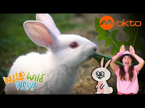 S1E13C-Fun ANIMAL Adventures with RABBITS