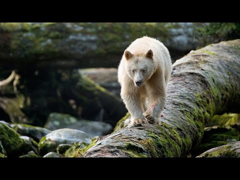 Great Bear Rainforest
