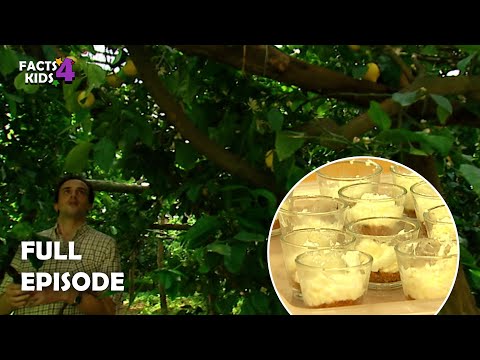 S01E03-Lemon and Lime Cheesecake