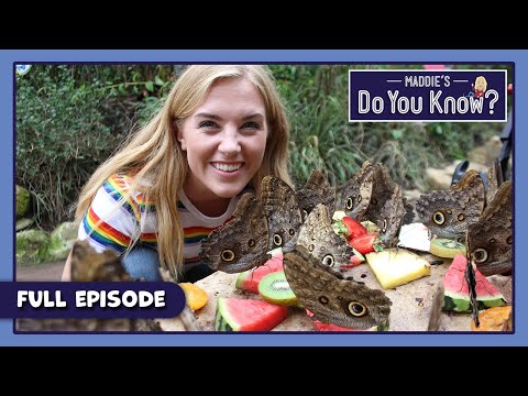 S03E07-Butterfly and Wallpaper