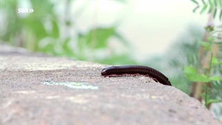 S01E04–Unterwegs im Dschungel