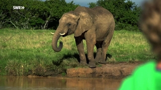 S02E03–Bei Dickhäutern