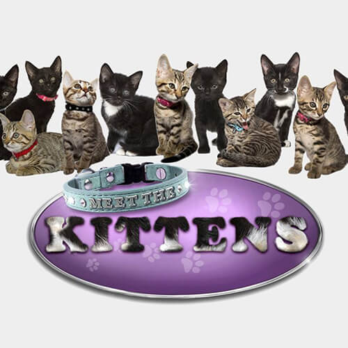 Meet the Kittens