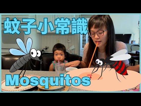 All About Mosquitos