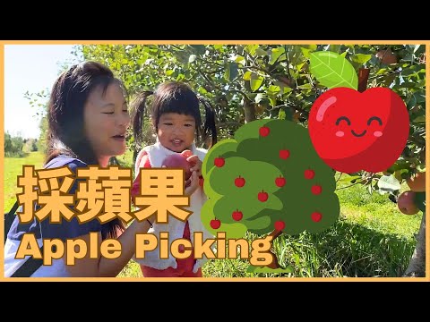 All about Apple Picking