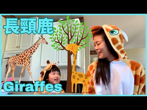 All about Giraffe