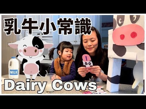 Dairy Cows