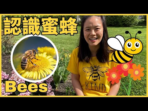 All about Bees