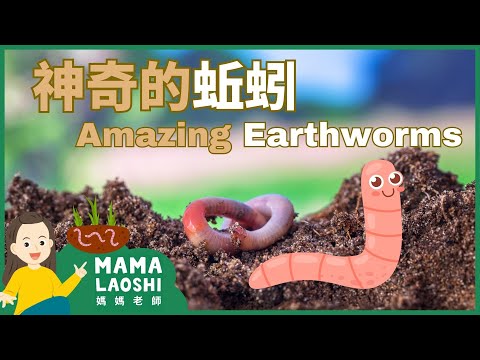 All about Earthworms