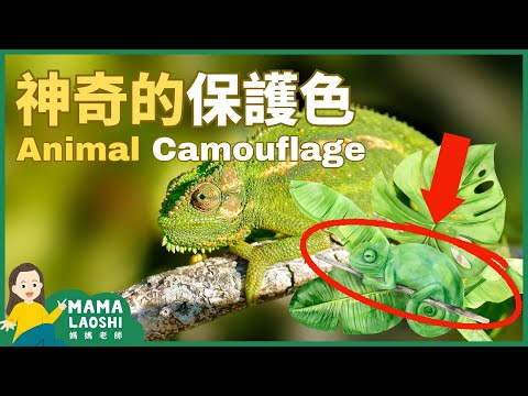 All about Animal Camouflage