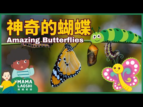 All about BUTTERFLIES for Kids