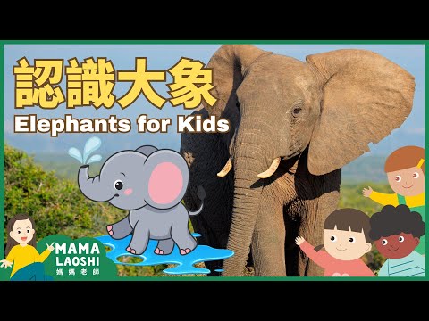 ALL about Elephants