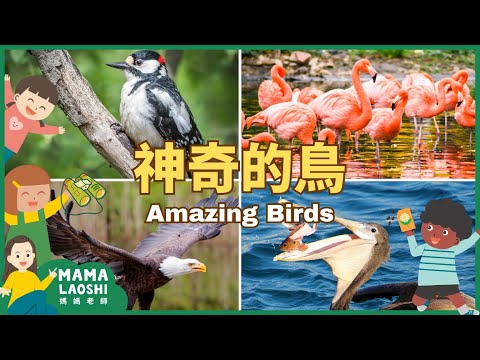 5 AMAZING BIRDS