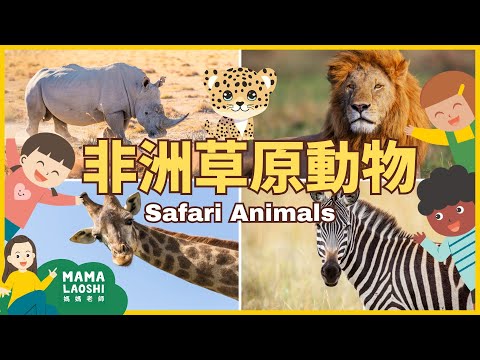 Safari Animals
