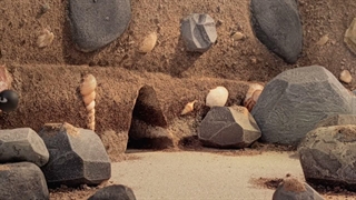 S02E08-The Big Tooth - Picture Day