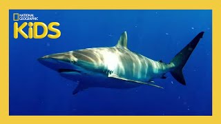 S01E05-Sharks