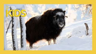 S01E08-Alaska s Animals