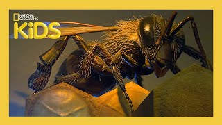 S01E09-Buggin Out