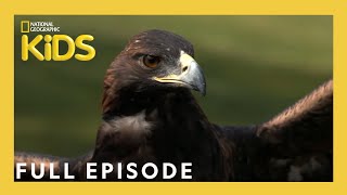 S01E13-Kirby the Falconer